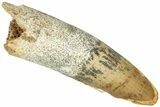 Fossil Spinosaurus Tooth - Real Dinosaur Tooth #311816-1